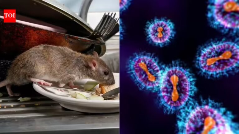 Hantavirus Outbreak: Explainer: Can hantavirus outbreak become Covid 2.0?
