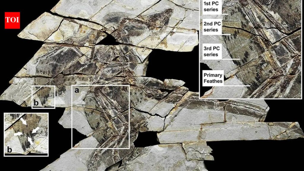 A 160-million-year-old ‘technicolour’ dinosaur fossil discovered in China with four wings and bird-like feathers |