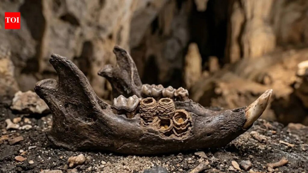 Not teeth, but nests: Discovery in Caribbean rodent fossils surprises archaeologists | World News