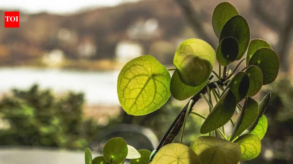 Scientists uncover hidden Voronoi patterns inside Chinese money plant leaves